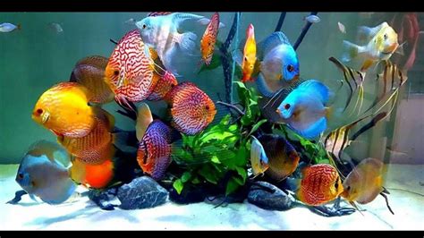 Most Beautiful Fish In The World Fish Aquarium Decorations Discus