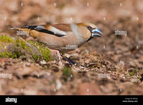 Female Hawfinch On A Hornbeam Tree Root In Leaf Litter Stock Photo Alamy