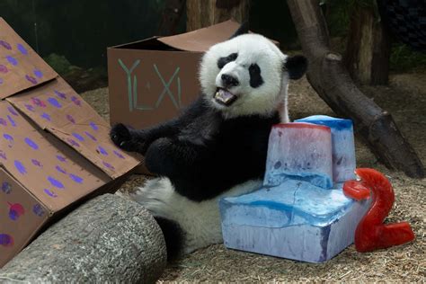 Panda Updates Monday August 22 Zoo Atlanta
