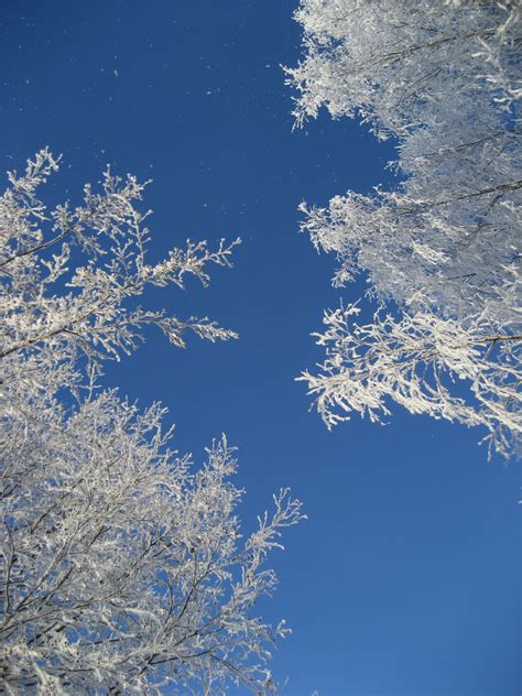 图片素材 树 性质 科 雪 冬季 云 天空 阳光 霜 大气层 冰 蓝色 季节 分支 冷冻 2112x2816