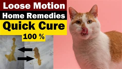 Cat Diarrhea Reasons And Treatment Prevention And Precautions By Owner