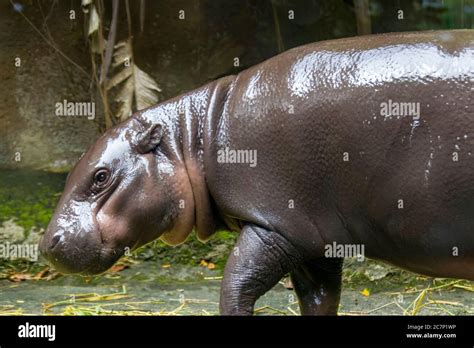 The Pygmy Hippopotamus Choeropsis Liberiensis Or Hexaprotodon