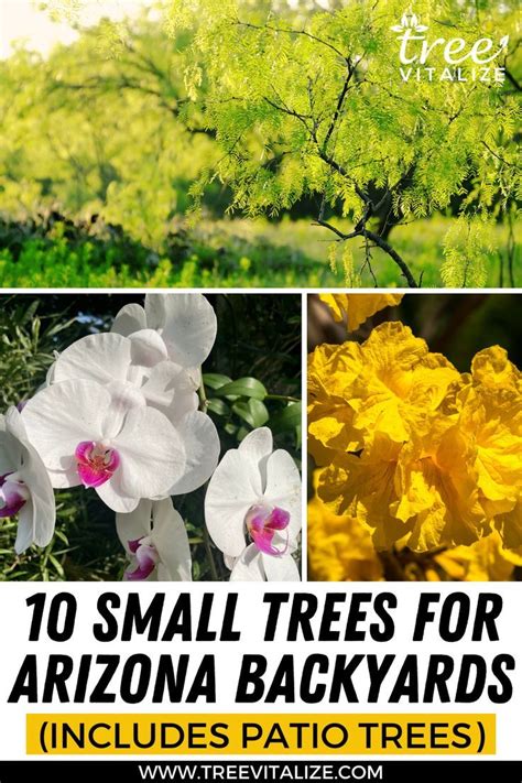 10 Small Trees For Arizona Backyards Includes Patio Trees Trees For