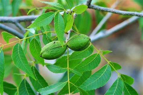 10 Types Of Tree Nuts With Pictures House Grail
