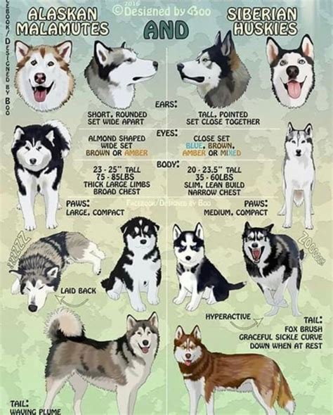 Difference Between Siberian Huskies And Alaskan Malamutes Coolguides