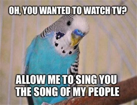 Thursdays Funny Animal Picture Dump Of The Day 20 Pics Funny Parrots