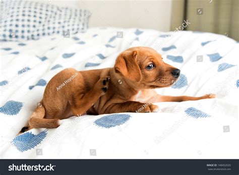 Made from felt and measuring about 2 inches tall and 3 inches long. Young Hound Mix Puppy Scratching On Stock Photo 148452020 ...