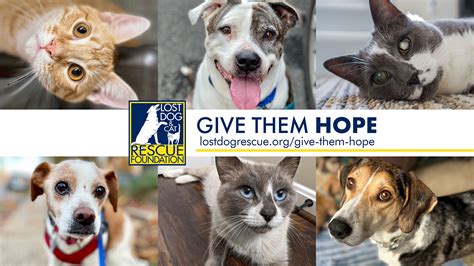 Donate Now Give Them Hope By Lost Dog And Cat Rescue Foundation