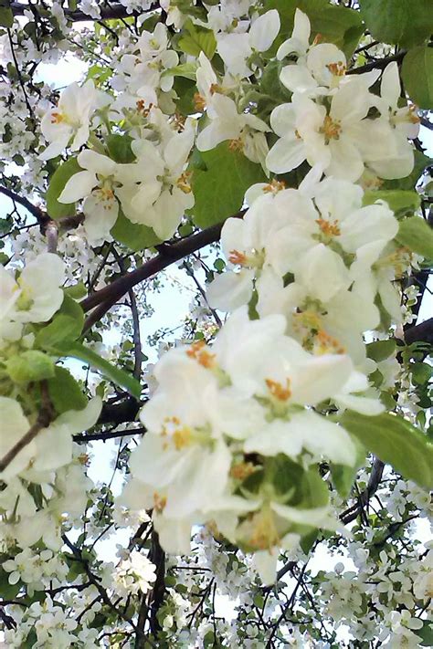 100 Tree With White Flowers That Smell Good White Flowering Trees