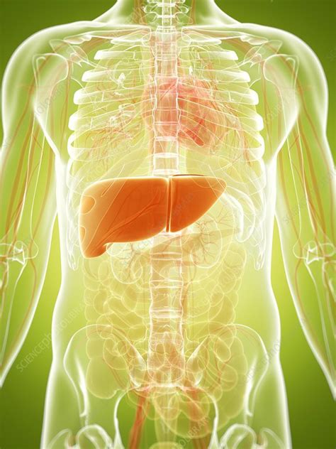 Human Liver Artwork Stock Image F0096554 Science Photo Library