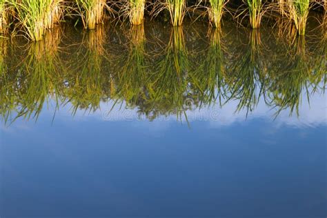 Rice Paddy Plant With Reflection Of Sky On A Pond Stock Image Image