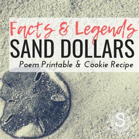 Sand Dollar Facts And Legends Mermaid Coins Religious Symbol