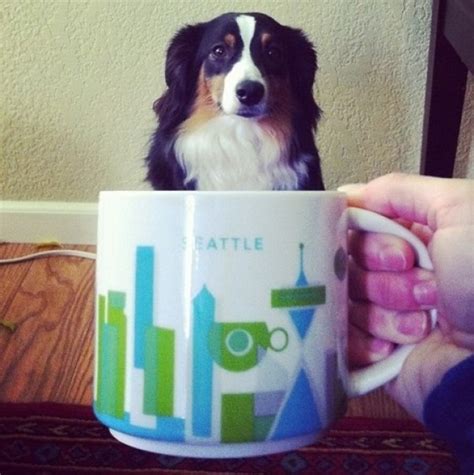 Ten Pictures Of Big Dogs In Cups Just For The Laughs