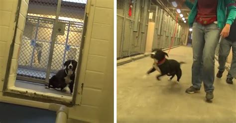 Photos Of Shelter Dogs The Moment They Realize Theyre Being Adopted