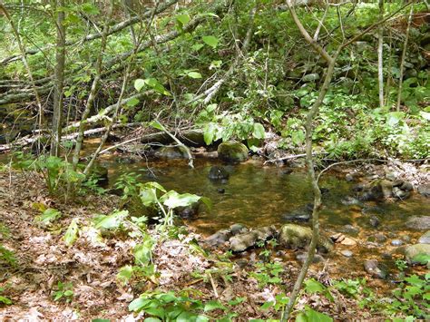 Small Stream Reflections Ghosts In Brook Trout Forest