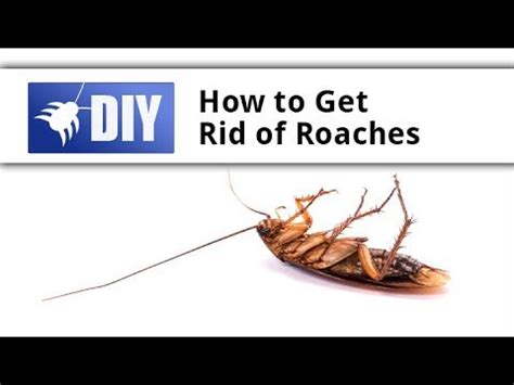 How to get rid of german cockroaches: How To Get Rid Of German Roaches? | How to get rid, How to get, Roaches