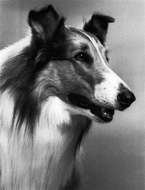 The Story Of Lassie Iconic Collie Dog Animal Bliss