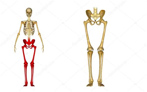 Piernas De Esqueleto — Foto De Stock © Sciencepics 63100533