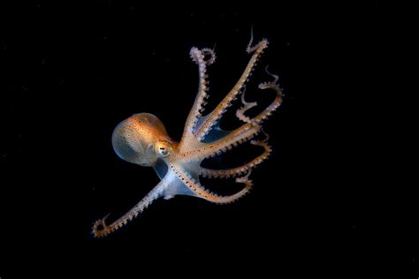 Juvenile North Pacific Giant Octopus Photograph By Sayaka Ichinoseki