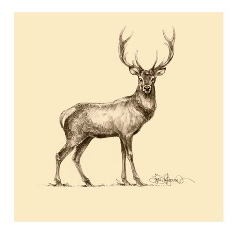 Igor Lukyanov Graphic Artist Illustrator Portraitist Deer Drawing