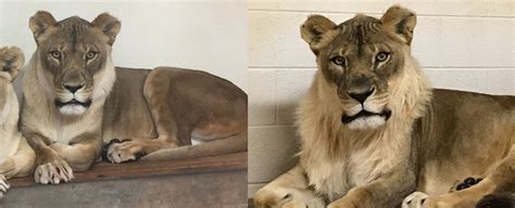 A Lioness Living In A Zoo Has Suddenly Grown A Mane Confusing Her