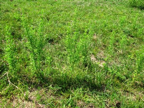Goatweed Spreading West Found In Holmes County Pastures Panhandle