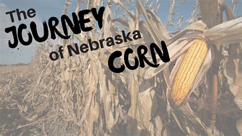 Nebraska Corn Kernels The Journey Young Stages Of Corn