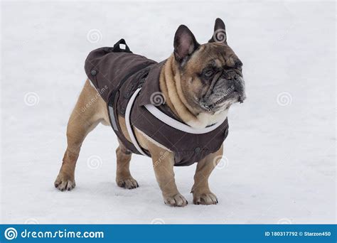 Cute French Bulldog In Beautiful Pet Clothing Is Standing In The Winter