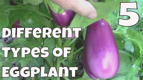 5 Different Eggplant Varieties That Grow Well In Our Zone 6 Garden