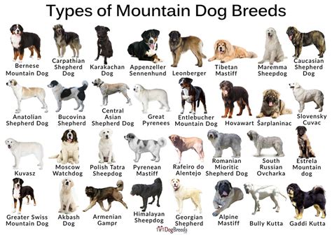 List Of Mountain Dog Breeds With Pictures