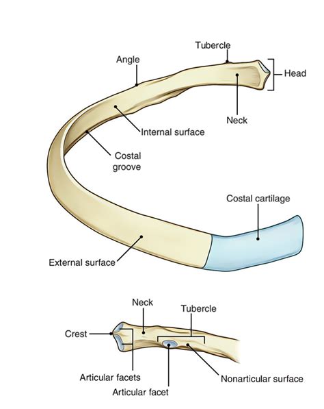 Typical Rib Anatomy