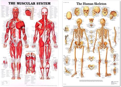 El Cartel Del Cuerpo Humano X Cm Anatom A M Sculos Rganos