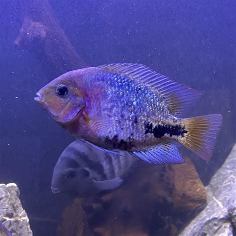 My Vieja Synspilum Has Been Growing And Showing Nice Colors Rcichlid