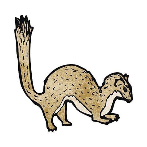Weasels Clip Art Illustrations Royalty Free Vector Graphics And Clip Art