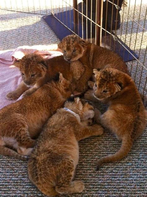 55 Adorable Pictures Of Lion Cubs You Must See
