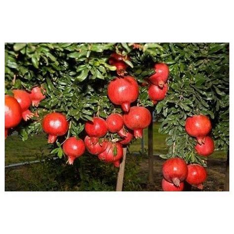 Dalimb Pomegranate Wholesale Trader From Pune