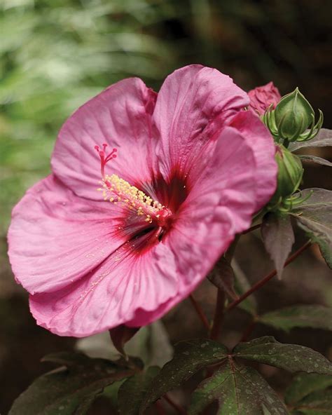 Summerific Series Hibiscus Johnsons Nursery Kb