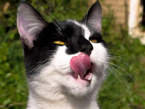 15 Super Funny Photos Of Animals Making Derp Faces