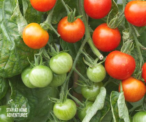 How To Grow Tomatoes From Seed A Beginner Gardener Guide