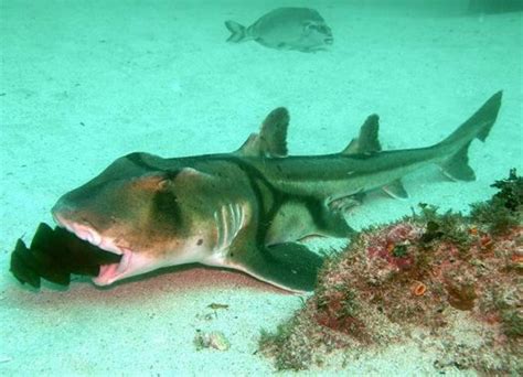 Females keep the eggs in their body until they hatch, then give birth to the live young. Port Jackson Shark with an egg case in its mouth ...