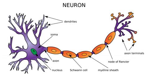 What Is The Function Of Dendrites With Pictures
