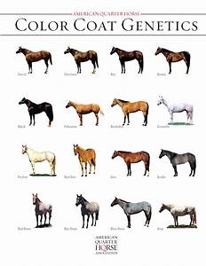 Quarter Horse Coat Color Genetics Horse Coat Colors Quarter Horse