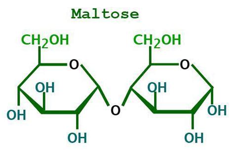 Maltose Formula Structure Properties Uses And Faqs