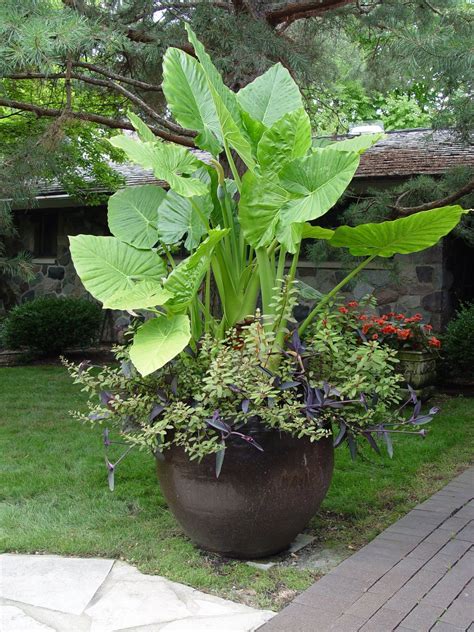 Elephant Ears In Container Container Gardening