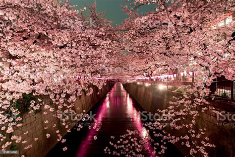 Cherry Blossoms At Night In Tokyo Stock Photo Download Image Now Istock
