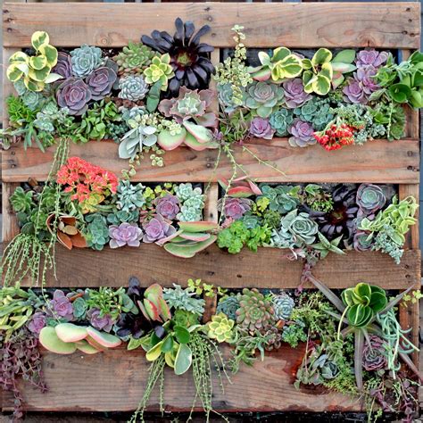 These hexagonal wood wall mounted vases are the perfect inspiration. DIY Succulent Living Wall Using Wood Pallet - Employee ...