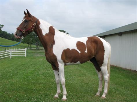 Spotted Saddle Horse Breed Information History Videos Pictures