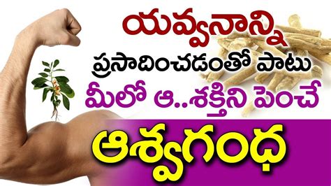 Health Benefits Of Ashwagandha In Telugu Ii అశ్వగంధ వలన కలిగే