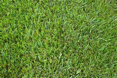 Rye Garden Turf Premium Ryegrass Premium Topsoil Supplies