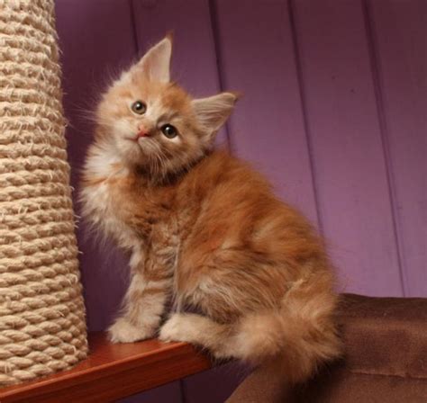 Look at pictures of maine coon kittens in los angeles who need a home. Maine Coon kittens for sale LOS ANGELES CALIFORNIA Pets ...